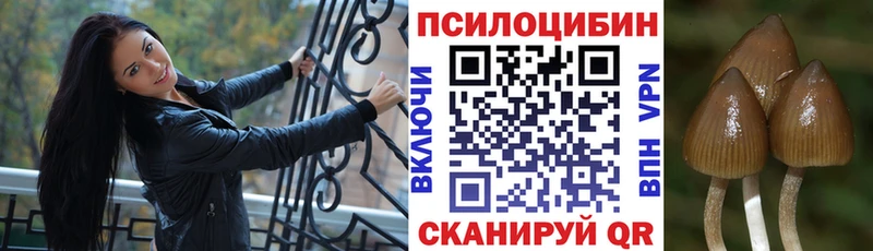 OMG как зайти  как найти   Старица  Галлюциногенные грибы Psilocybine cubensis 